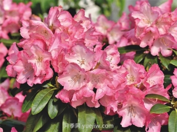 杜鹃花在园林景观中的应用