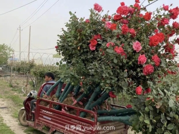 六月份园林养护技术要点