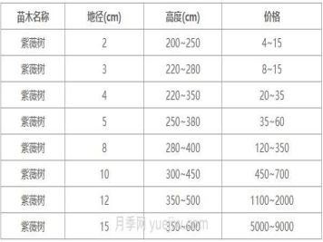 常用地径4公分、5公分、10公分紫薇树价格表