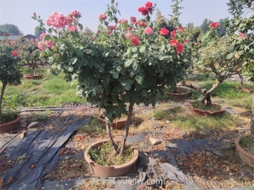 灌木和乔木的丛生苗木怎样算地径？