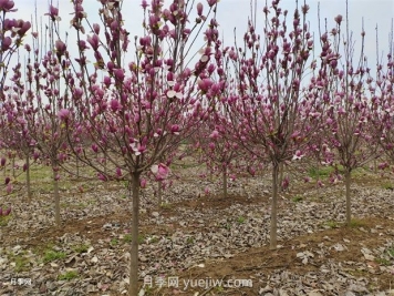 南阳南召：中国玉兰之乡花木分外香