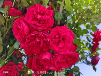 德国科德斯月季，品种汇集