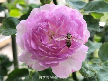 日本河本月季，品种汇集