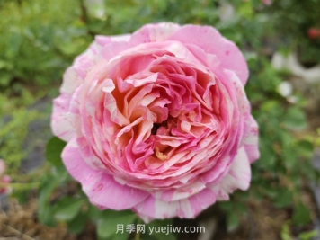 不需要春化，适合两广地区栽培的耐热月季品种