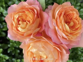 梦幻美人月季，不输海神王的优秀国产微型月季