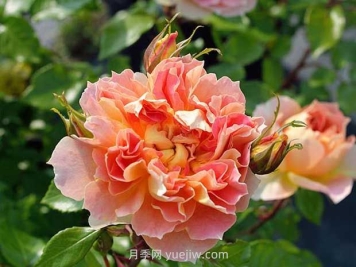 南瓜灯笼月季的优缺点是什么？