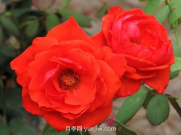 香云月季的优缺点是什么？