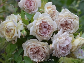 金色礼服月季的优缺点是什么？