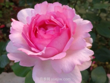 伊芙贵族香水月季的优缺点是什么？