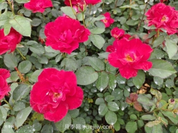 红帽月季的优缺点是什么？