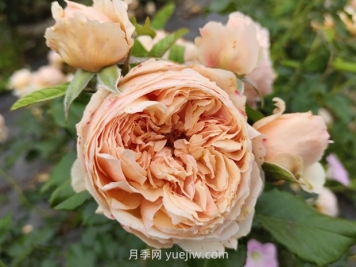 耐热品种哪款强？两广花友强烈推荐3款月季