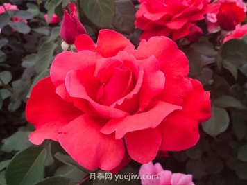 月季的文化世界，园林绿化的多彩花海