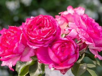 伊芙伯爵月季的优缺点是什么？