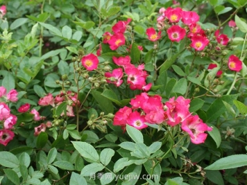 玫瑰地毯月季的优缺点是什么？