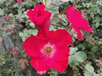 种植广泛的红帽月季有哪些优缺点？