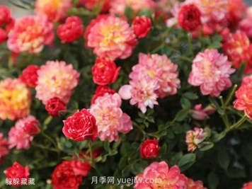 躲躲藏藏月季的优缺点是什么？