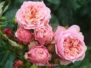 世霸月季的优缺点是什么？