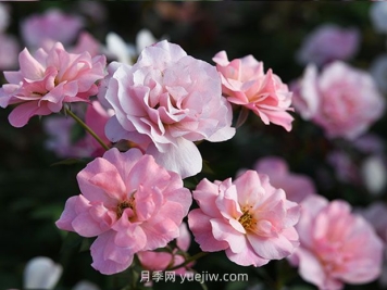 春朝月季的优缺点是什么？