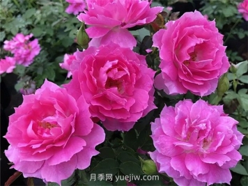 天方夜谭月季的优缺点是什么？