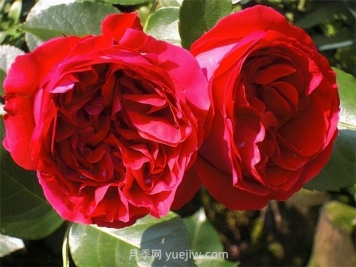 红色龙沙宝石月季的优缺点是什么？