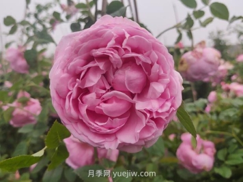 藤本月季自由精神的优缺点全总结