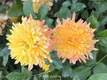 烟花波浪月季的优缺点是什么？