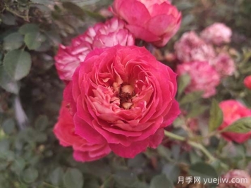 藤宝贝月季是大藤本吗，藤宝贝有什么优缺点？