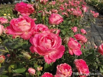 雪花肥牛月季有哪些优缺点？