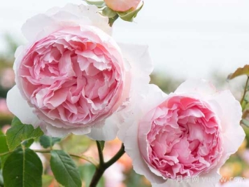 威基伍德月季是藤本吗，威基伍德有哪些优缺点？