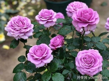 水星王月季的优缺点是什么？