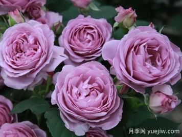 蓝色风暴月季的优缺点是什么？