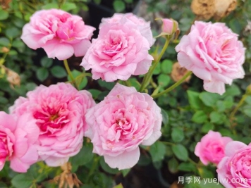 铃之妖精月季的优缺点是什么？