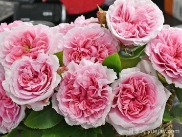 米兰达月季的优缺点是什么？