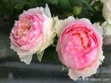 佩尔朱克月季优缺点介绍