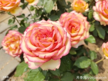 阿班斯月季的优缺点是什么？