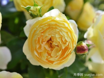 黄金城堡月季的优缺点是什么？