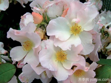 莎莉福尔摩斯月季的优缺点是什么？