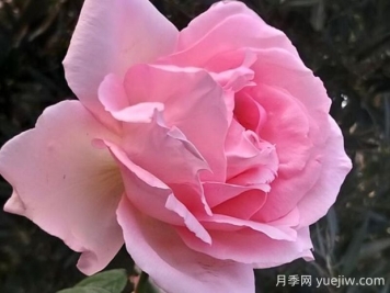 伟大世纪月季的优缺点是什么？