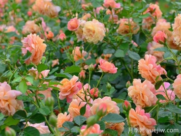 蜜桃冰淇淋月季的优缺点是什么？