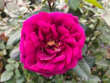 皇宫月季的优缺点是什么？