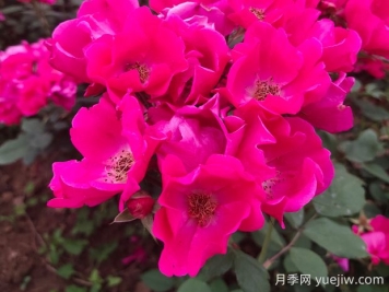 小桃红月季的优缺点是什么？