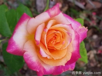 百老汇月季的优缺点是什么？