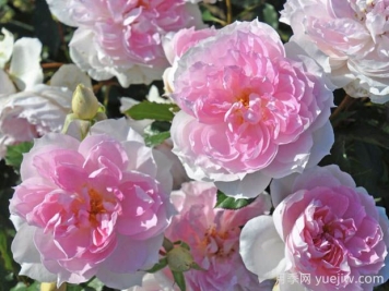 夏莉玛月季的优缺点是什么？