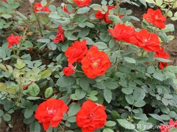 橘红潮月季的优缺点是什么？