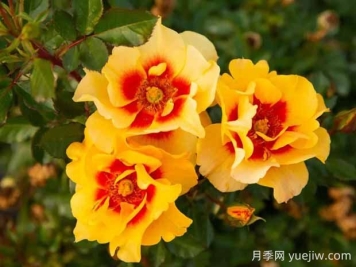 霞舞月季的优缺点是什么？