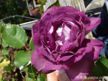 哈德斯菲尔德合唱团月季的优缺点是什么？