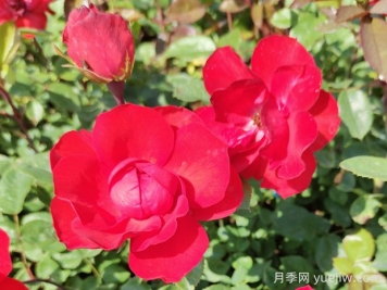 北京红月季的优缺点是什么？