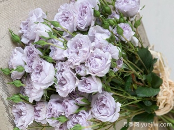 永恒的薰衣草的优缺点是什么？