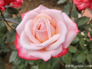 丹顶月季的优缺点是什么？