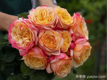 卡普里月季的优缺点是什么？